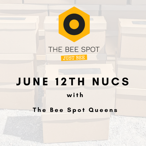 4 Frame Cardboard Nucleus - Pick Ups listed below