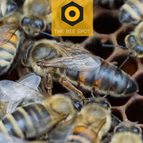 The Bee Spot Queens