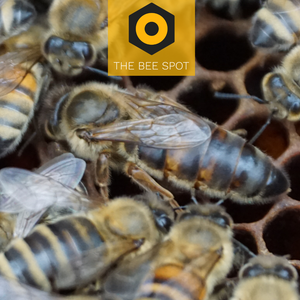 The Bee Spot Queens - June 15th