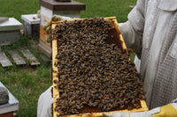 A honey frame covered in bees