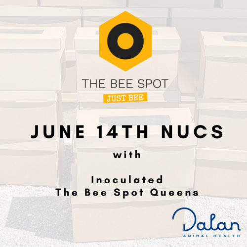4 Frame Cardboard Nucleus w/ Inoculated Queen - Pick Up: June 14th, 2024