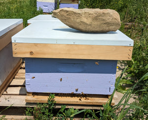 Single Colony