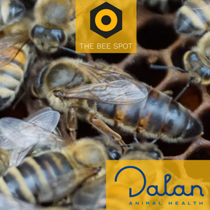 The Bee Spot Queens- Inoculated - June 15th